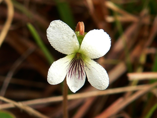 {Viola lanceolata var. vittata}